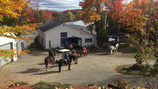 Attraction de parc : Randonnée à cheval (env. 20 min.) - Valide avec toute entrée de parc ou de parc & grand spectacle