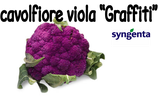 0016 CAVOLFIORE VIOLA  6pz