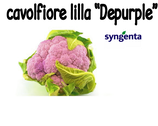 0016 CAVOLFIORE LILLA  6pz