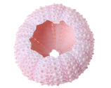 Oursin naturel, coquillage de décoration intérieure, extérieure, couleur rose, petite écaille