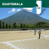 Guatemala washed Arabica