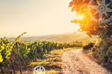 Achtsam im Weinberg  |  Natur-Auszeit