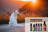 Variante 2: komplettes Wellness Set