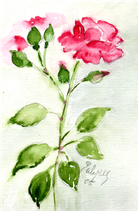 Rose