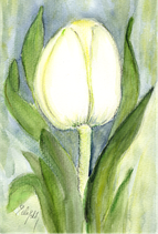 Tulpe weiß