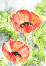 Mohn