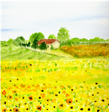 Sonnenblumenfeld