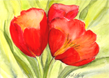 Tulpen