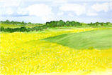 Rapsfeld