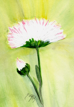 Gänseblümchen