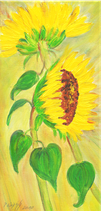 Sonnenblume
