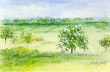 Wiese