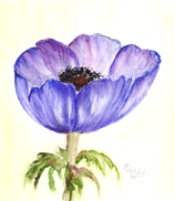 Anemone