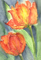 Tulpen