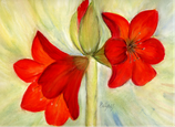 Amaryllis