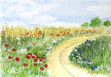 Blumen am Wegesrand