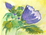 Anemone