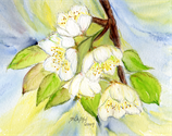 Apfelblüte