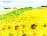 Sonnenblumenfeld
