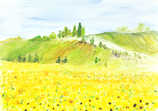 Landschaft / Sonnenblumen