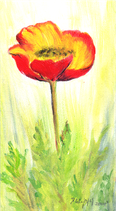 Mohn