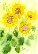 Sonnenblumen