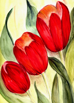 Tulpe