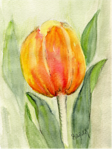 Tulpe