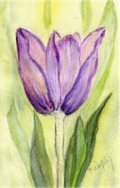 Tulpe