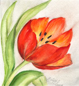 Tulpe