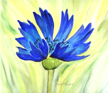 Kornblume