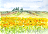Sonnenblumenfeld