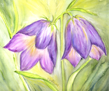 Glockenblume