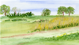 Weg / Wiese