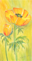 Anemone