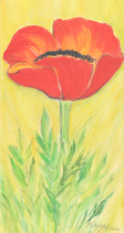 Mohn