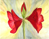 Amaryllis