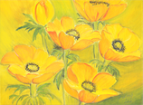 Anemone