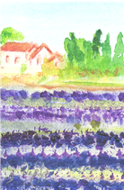 Lavendel