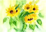 Sonnenblumen