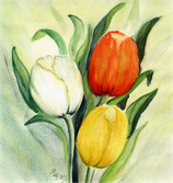 Tulpen