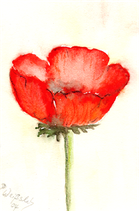 Mohn