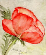 Mohn