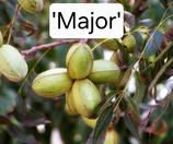 Carya illinoinensis 'Major' C10 60/80cm 1 j. V.