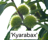 Castanea sativa x crenata 'Kyarabax' C15 80/100cm 1 j. V.