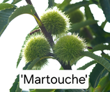 Castanea sativa x crenata 'Martouche' C15 100/140cm 1 j. V.
