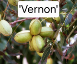 Carya illinoinensis x ovata 'Vernon' C10 70/110cm 1 j. V.