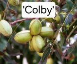 Carya illinoinensis 'Colby' C6 Airpot 70/110cm 1 j. V.