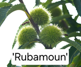 Castanea sativa x mollissima 'Rubamoun' C15 80/100cm 1 j. V.