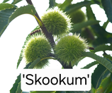 Castanea sativa x dentata 'Skookum' C15 110/150cm 1 j. V.